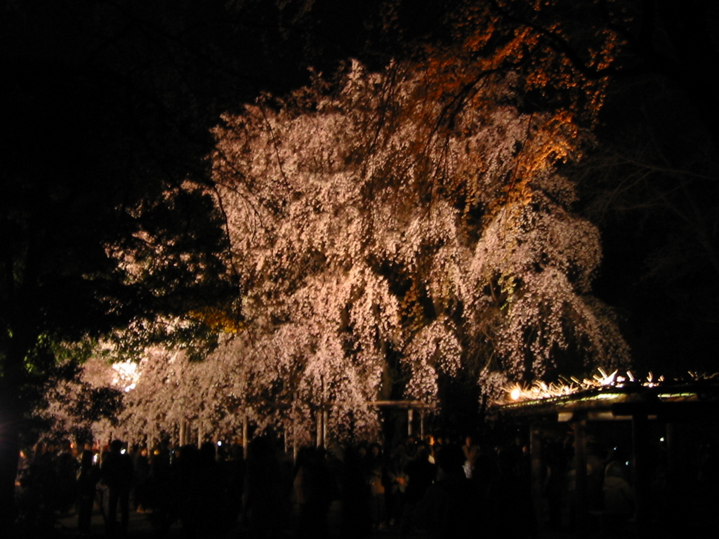 六義園で春の しだれ桜と大名庭園のライトアップ イベント 18 3 21 4 5 幻想的な夜桜 日吉ブログ ひよブロ横浜
