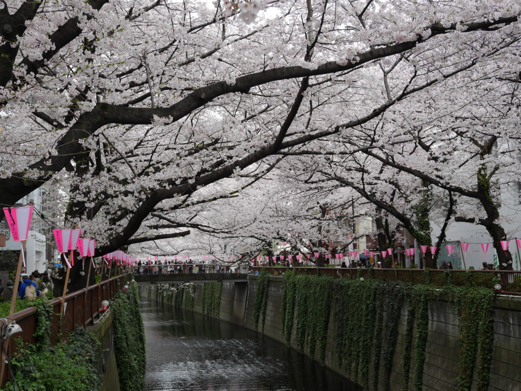 中目黒の目黒川沿いの桜並木 東急東横線の武蔵小杉 日吉近辺から行く全国でも屈指の桜の名所 イベントもあり 日吉ブログ ひよブロ横浜