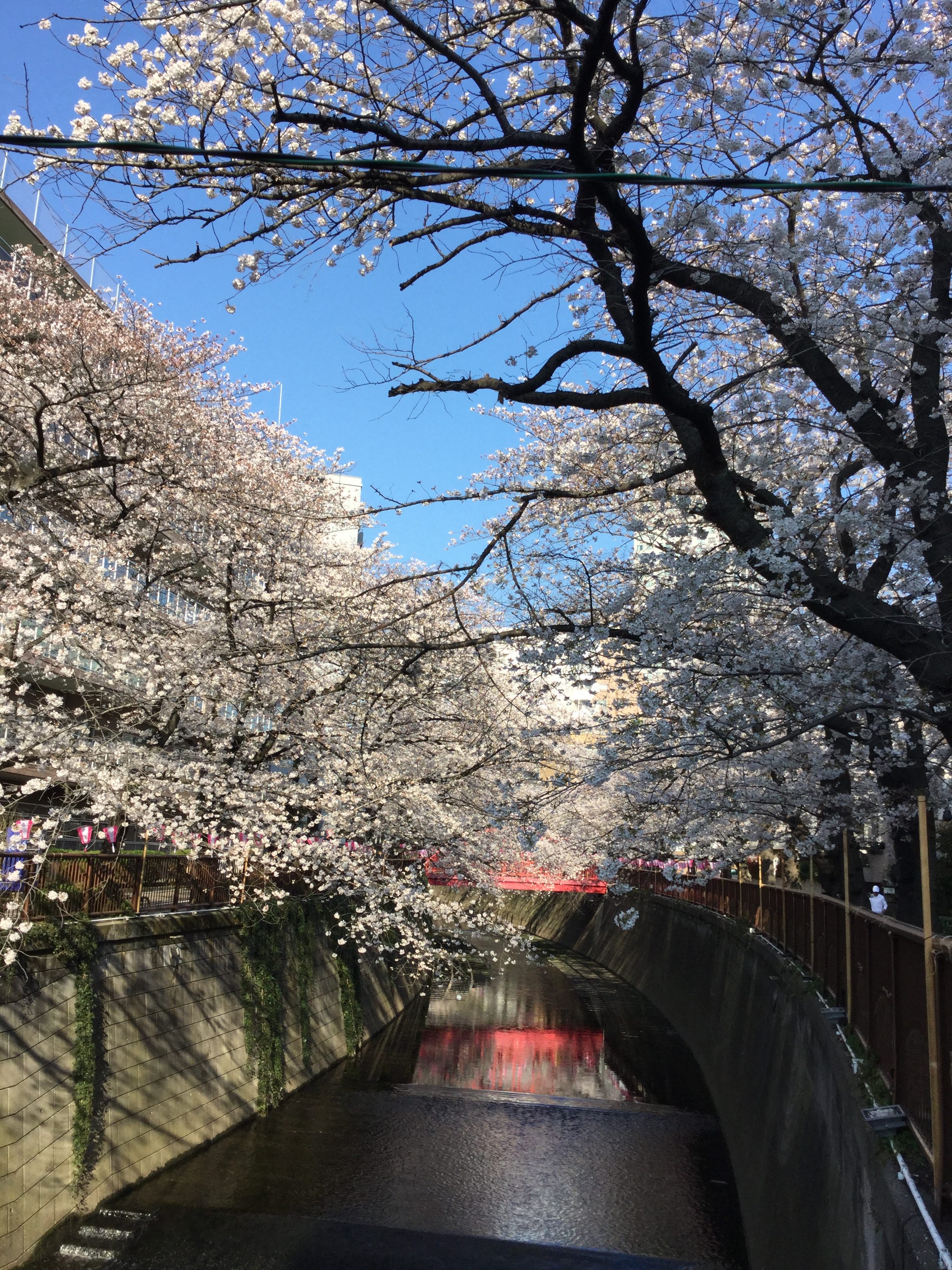 2019年版:中目黒の桜の名所「目黒川沿いの桜並木」(混雑に巻き込まれず桜を楽しむなら?) - 日吉ブログ(ひよブロ横浜)