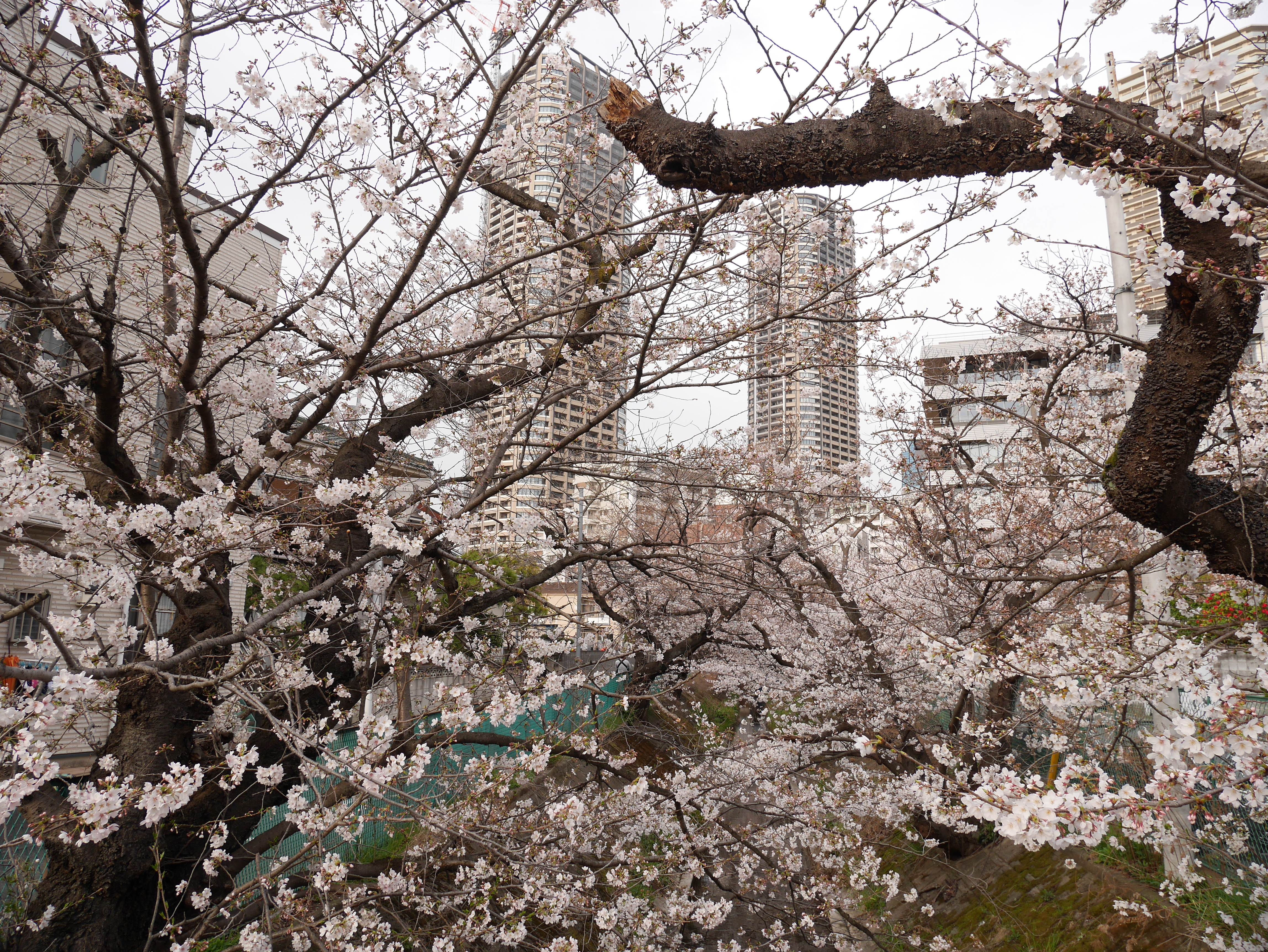 桜 武蔵小杉の「二ヶ領用水」・元住吉の「渋川沿い」（住吉ざくら